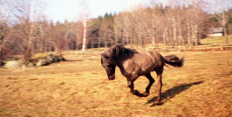 Janovka 